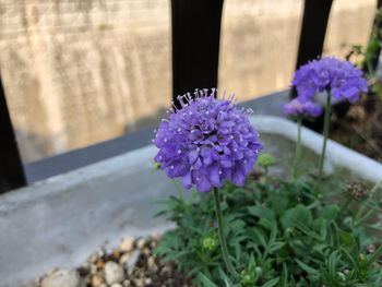 Close-up of purple flowering plant