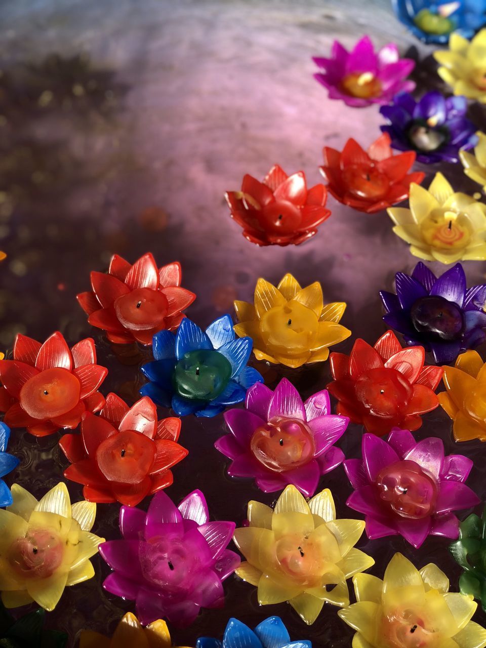 CLOSE-UP OF FLOWERING PLANTS