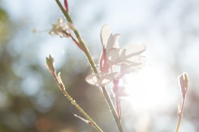 Close-up of flowers