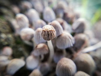 Close-up of mushrooms growing on land