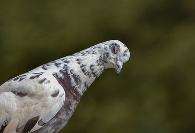 Close-up of pigeon