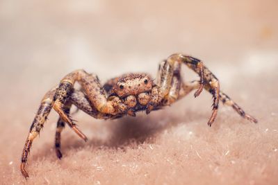 Close-up of spider