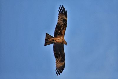 Low angle view of eagle flying against clear blue sky