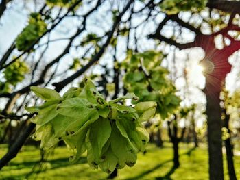 Close-up of fresh flower tree