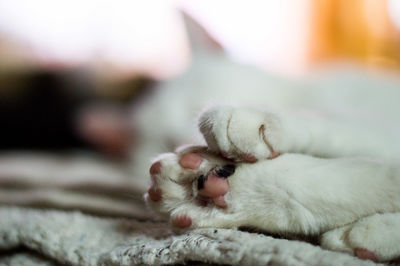 Close-up of cat sleeping