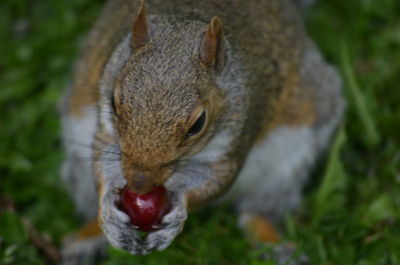 Close-up of squirrel