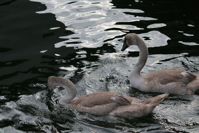 High angle view of swan swimming in lake