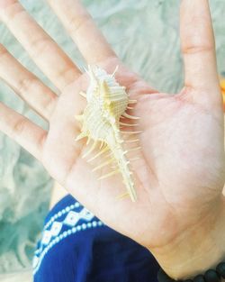 Close-up of hand holding crab