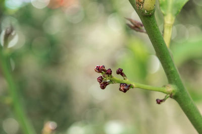 Close-up of red flower growing on tree