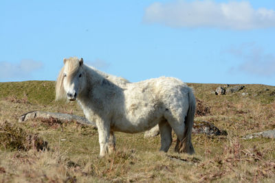 Horse standing in a field