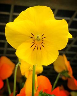 Close-up of yellow flower blooming outdoors