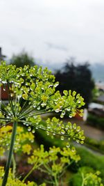 Close-up of plant growing in field