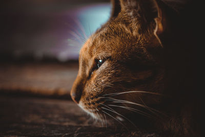 Close-up of a cat looking away