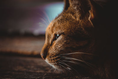 Close-up of cat looking away