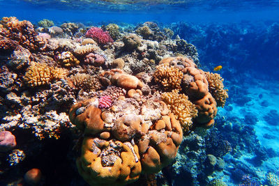 Close-up of fish swimming in sea