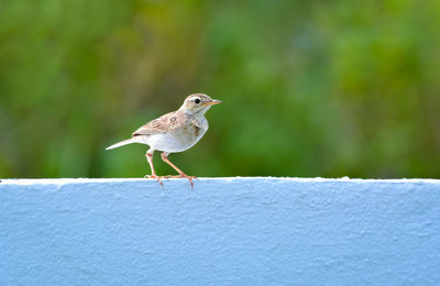 Bird perching on wall