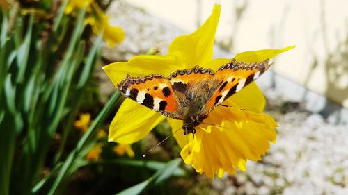 Close-up of butterfly pollinating on yellow flower