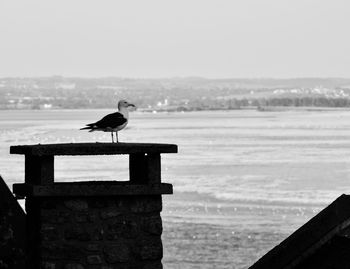 Seagull perching on wooden post in sea against sky