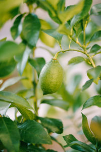 Close-up of fruit growing on tree