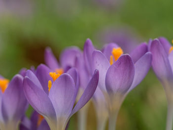 Close-up of flowers