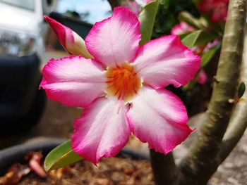 Close-up of pink flower blooming outdoors
