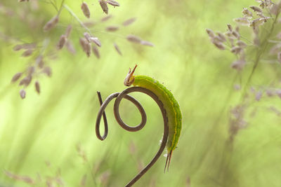 Close up of caterpillars