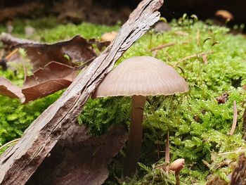 Close-up of mushroom growing on field