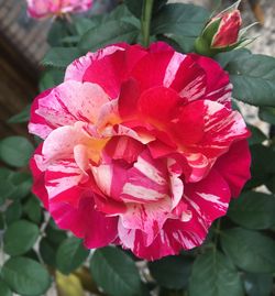 Close-up of pink flower blooming outdoors