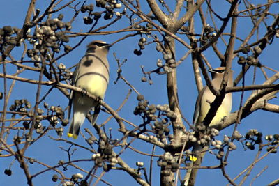 Low angle view of bird perching on tree against blue sky