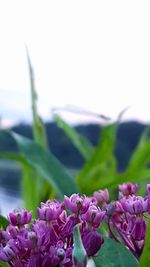 Close-up of purple flowers