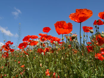 Close-up of poppies blooming on field against sky