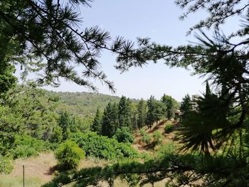 Pine trees in forest against sky