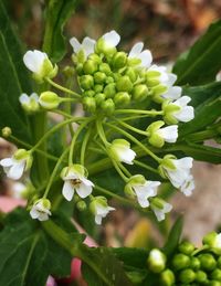 Close-up of white flowers