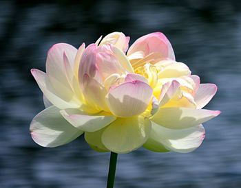 Close-up of water lily in lake