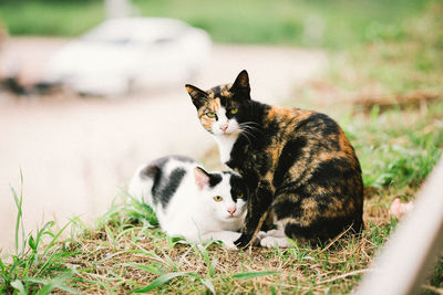 Two cats looking at camera outdoors