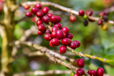 Coffee beans ripening on tree in north of thailand