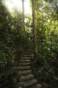 Bamboo trees in forest