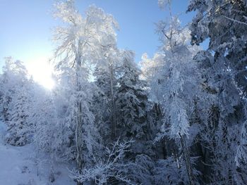 Frozen trees on landscape against sky
