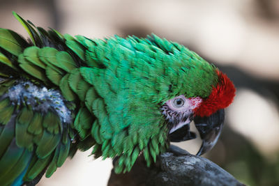 Close-up of parrot perching on leaf