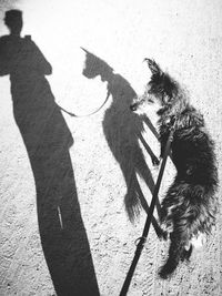 High angle view of dog shadow on street