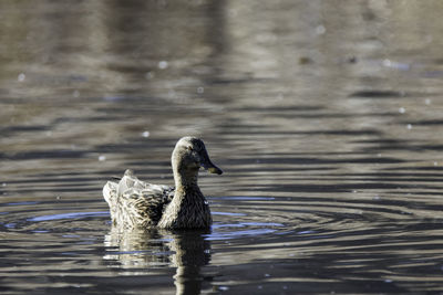 Mallard duck swimming in lake