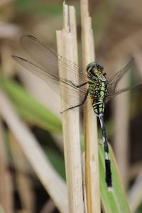 Close-up of dragonfly on plant