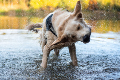 Dog running on shore