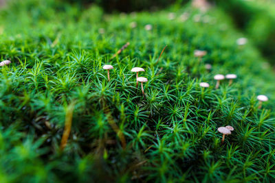 High angle view of plants on field