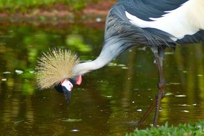 Close-up of pelican on water