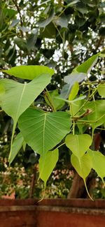 Close-up of green leaves on tree