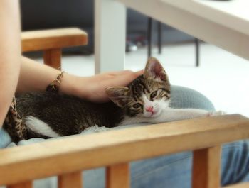 Close-up portrait of cat on railing