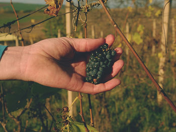 Midsection of person holding plant