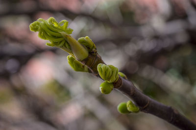 Close-up of flower buds growing outdoors