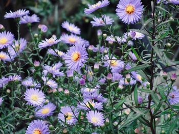 Close-up of daisy flowers